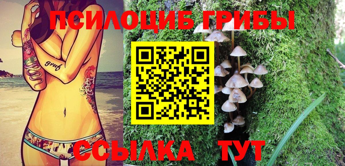 Псилоцибиновые грибы Psilocybe Кинель